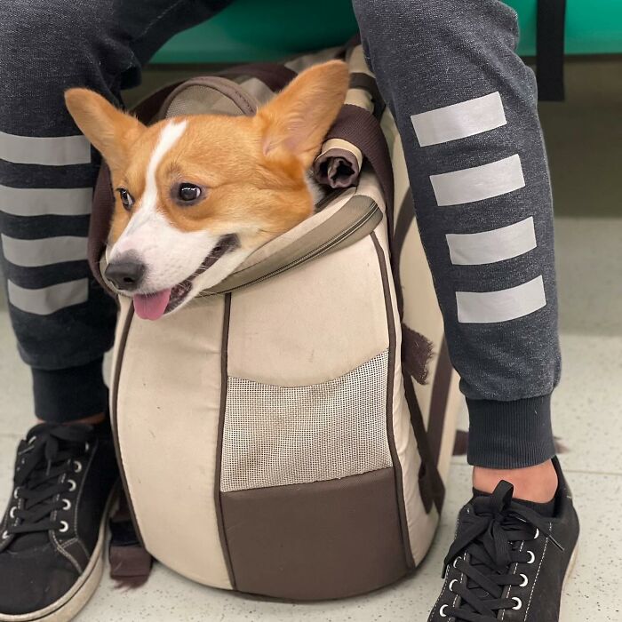 Dogs on the Go: 40 Bagged Pups Ready to Brighten Your Day