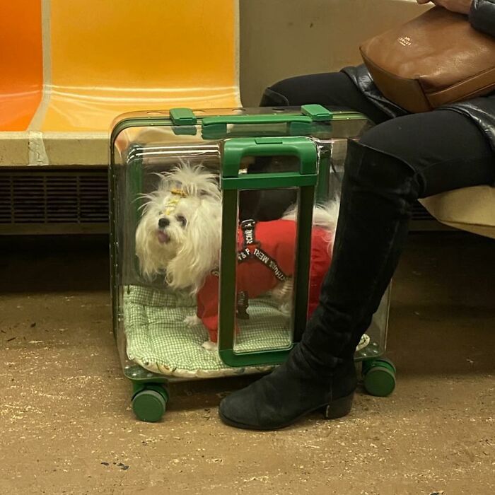 Dogs on the Go: 40 Bagged Pups Ready to Brighten Your Day
