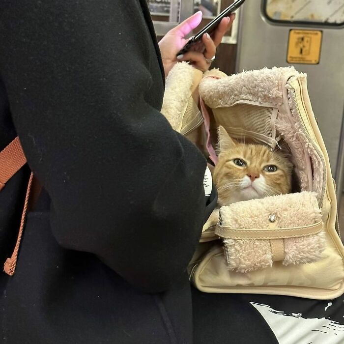 Dogs on the Go: 40 Bagged Pups Ready to Brighten Your Day