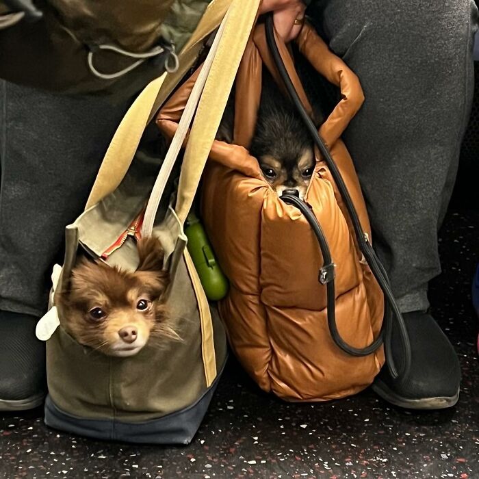 Dogs on the Go: 40 Bagged Pups Ready to Brighten Your Day