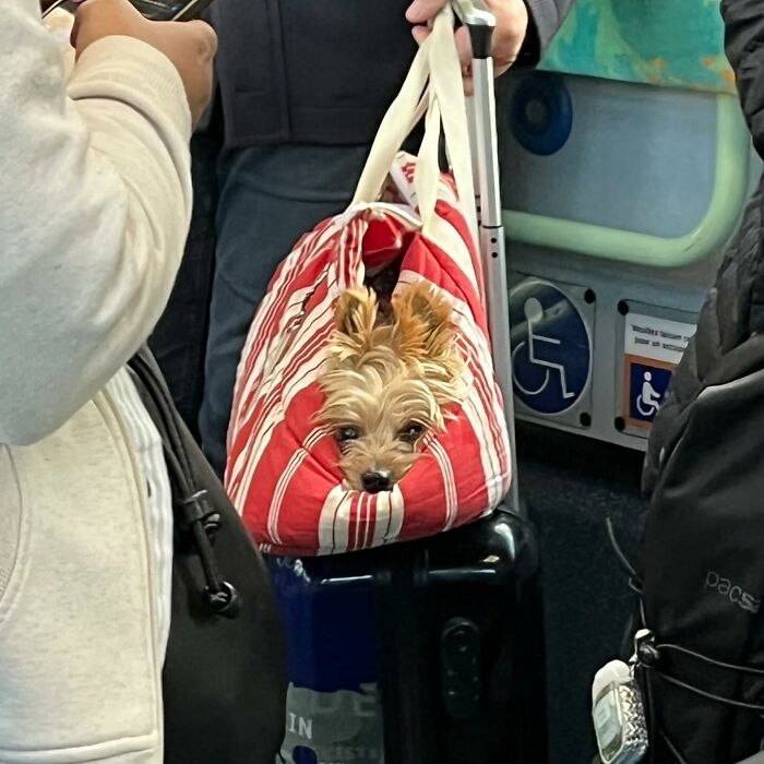 Dogs on the Go: 40 Bagged Pups Ready to Brighten Your Day