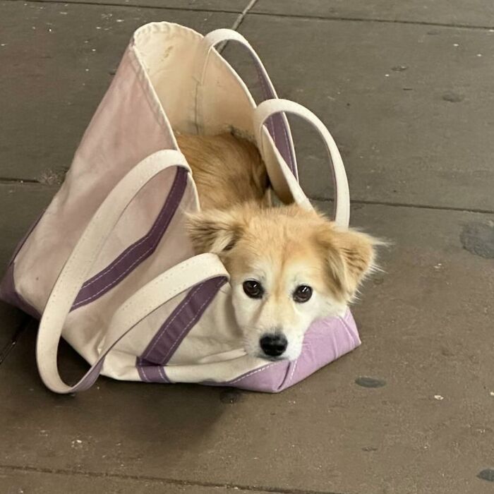 Dogs on the Go: 40 Bagged Pups Ready to Brighten Your Day