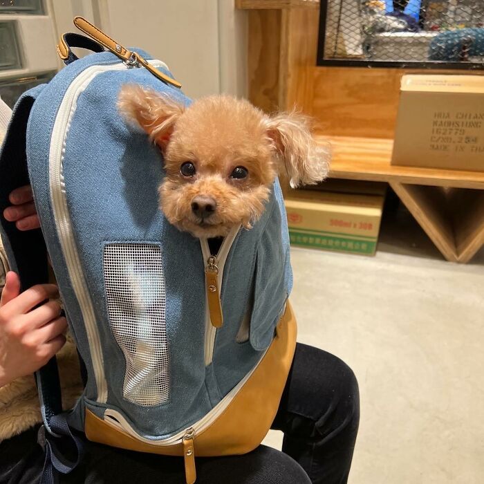 Dogs on the Go: 40 Bagged Pups Ready to Brighten Your Day