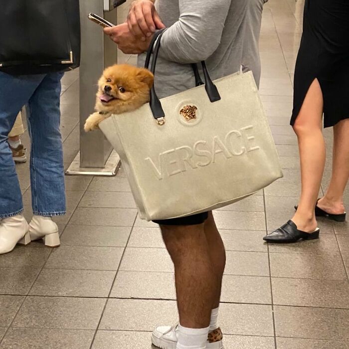 Dogs on the Go: 40 Bagged Pups Ready to Brighten Your Day
