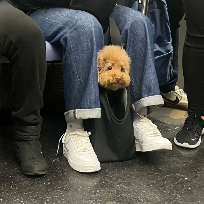 Dogs on the Go: 40 Bagged Pups Ready to Brighten Your Day