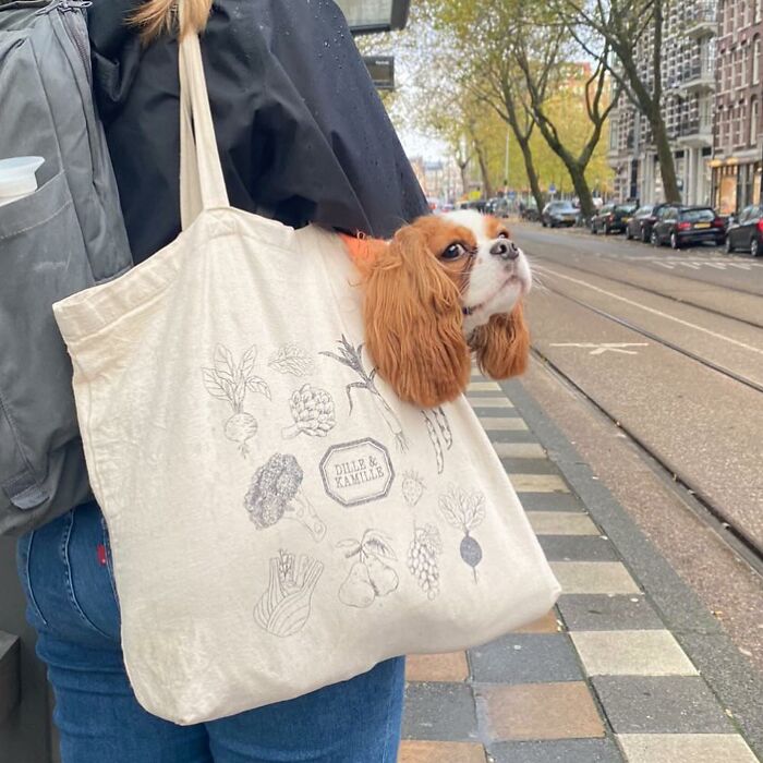 Dogs on the Go: 40 Bagged Pups Ready to Brighten Your Day