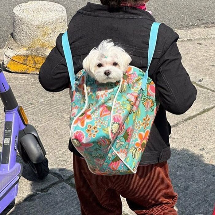 Dogs on the Go: 40 Bagged Pups Ready to Brighten Your Day