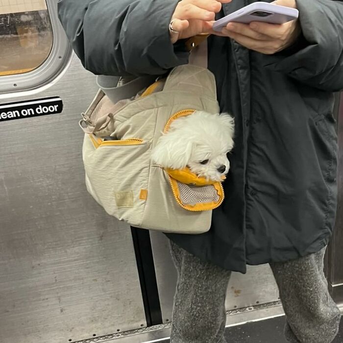 Dogs on the Go: 40 Bagged Pups Ready to Brighten Your Day