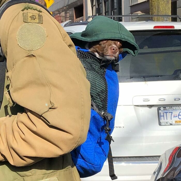 Dogs on the Go: 40 Bagged Pups Ready to Brighten Your Day