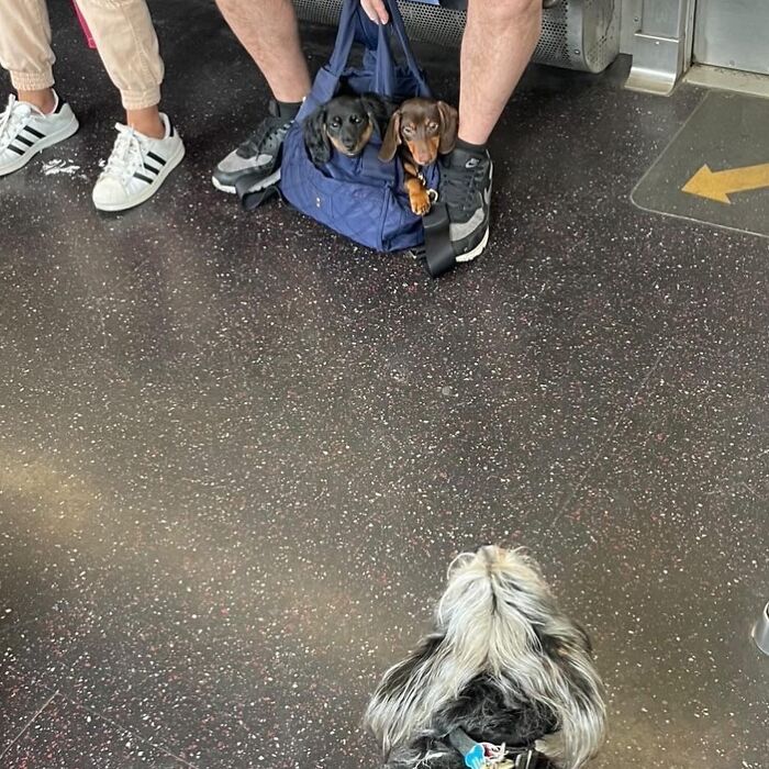 Dogs on the Go: 40 Bagged Pups Ready to Brighten Your Day
