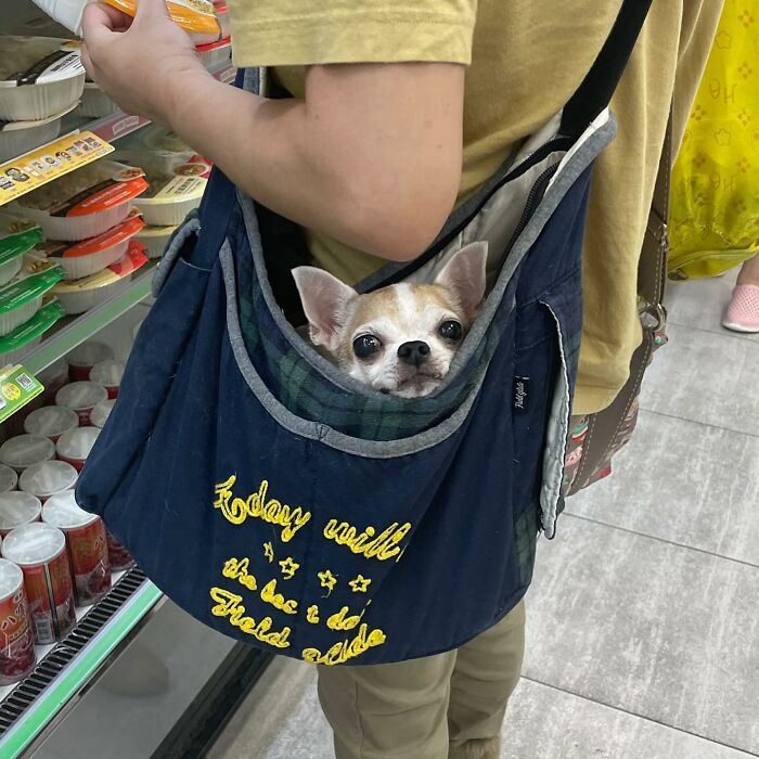 Dogs on the Go: 40 Bagged Pups Ready to Brighten Your Day