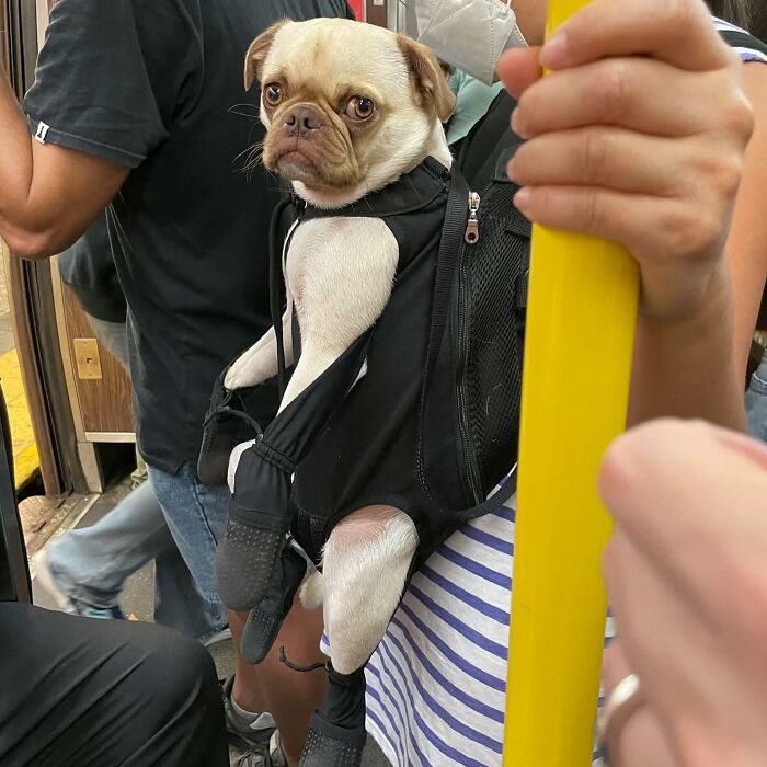 Dogs on the Go: 40 Bagged Pups Ready to Brighten Your Day