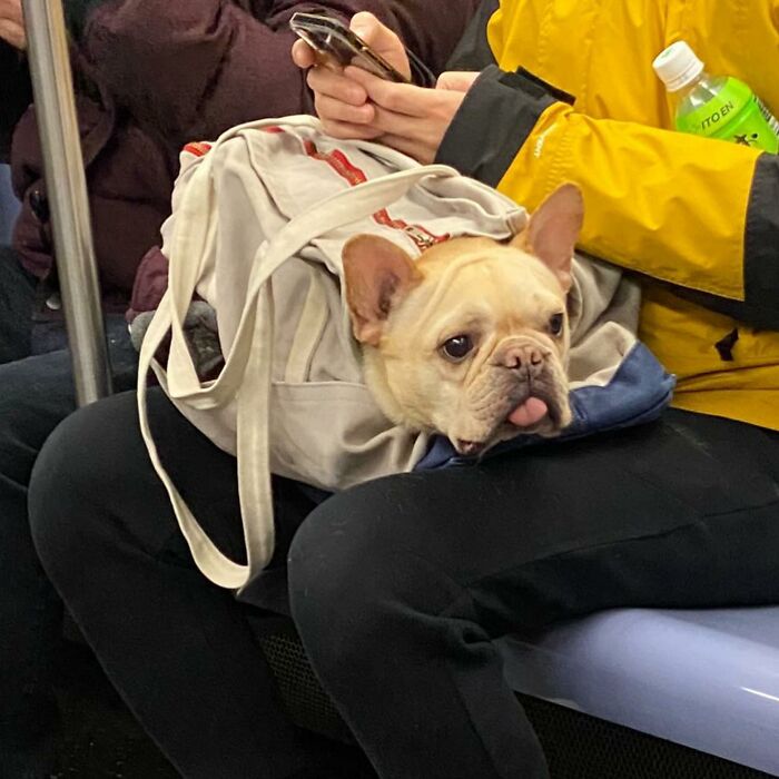 Dogs on the Go: 40 Bagged Pups Ready to Brighten Your Day