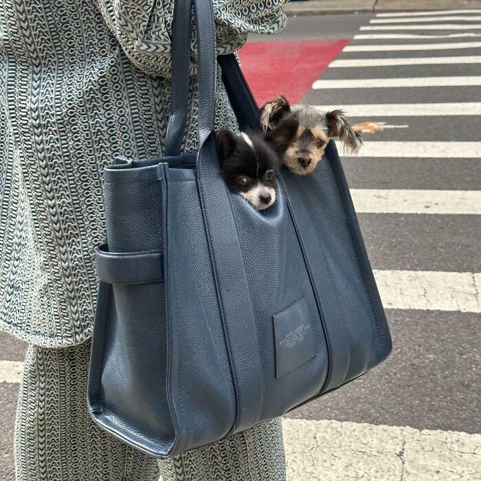 Dogs on the Go: 40 Bagged Pups Ready to Brighten Your Day