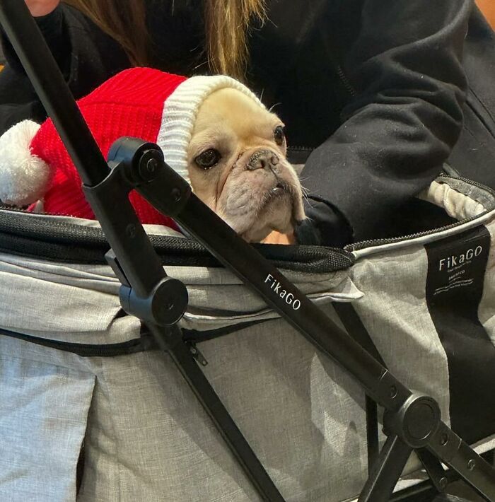 Dogs on the Go: 40 Bagged Pups Ready to Brighten Your Day