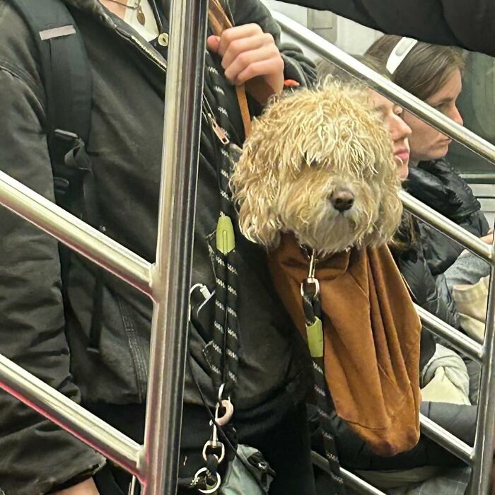 Dogs on the Go: 40 Bagged Pups Ready to Brighten Your Day