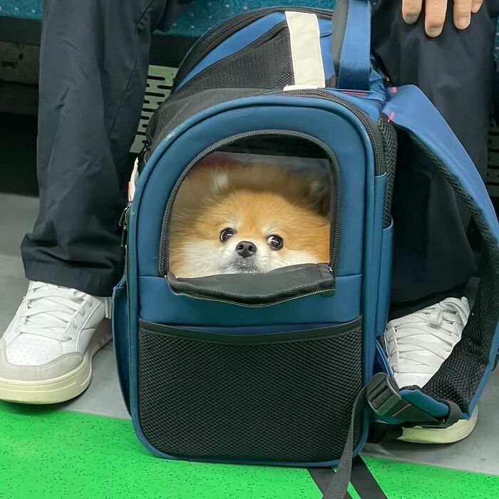Dogs on the Go: 40 Bagged Pups Ready to Brighten Your Day