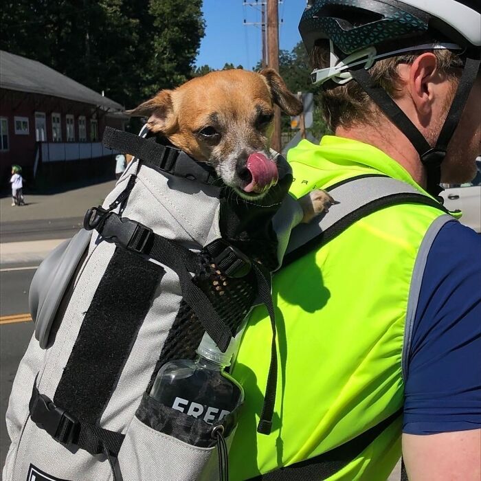 Dogs on the Go: 40 Bagged Pups Ready to Brighten Your Day