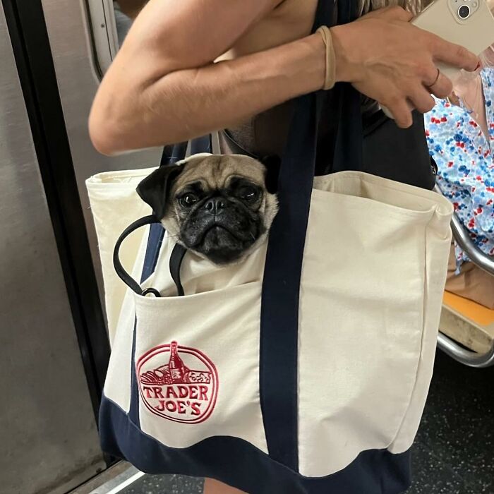 Dogs on the Go: 40 Bagged Pups Ready to Brighten Your Day