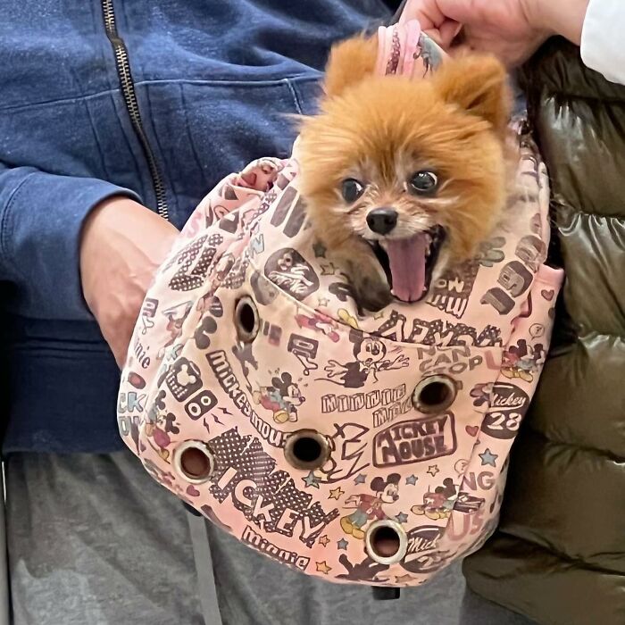 Dogs on the Go: 40 Bagged Pups Ready to Brighten Your Day