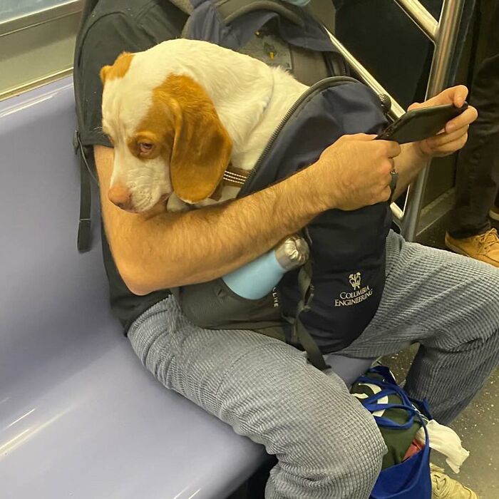 Dogs on the Go: 40 Bagged Pups Ready to Brighten Your Day