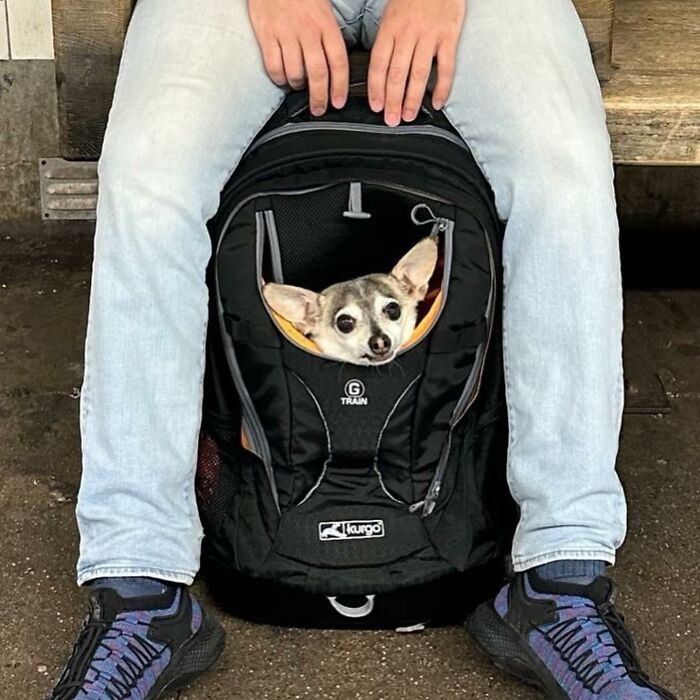 Dogs on the Go: 40 Bagged Pups Ready to Brighten Your Day