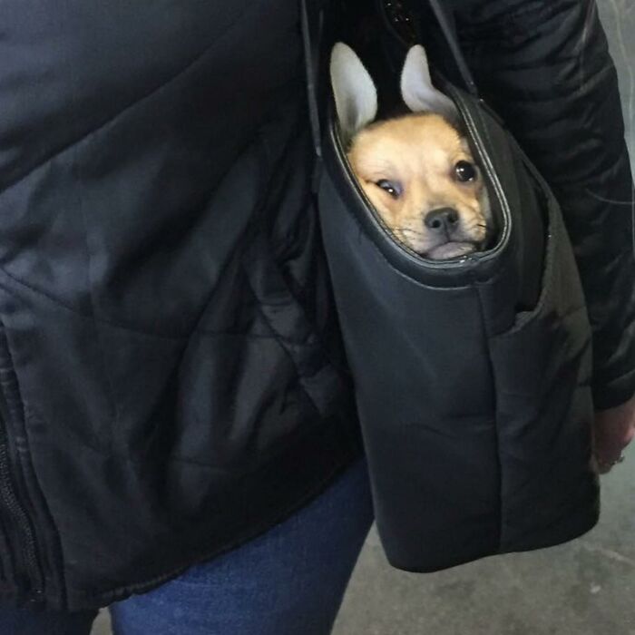 Dogs on the Go: 40 Bagged Pups Ready to Brighten Your Day