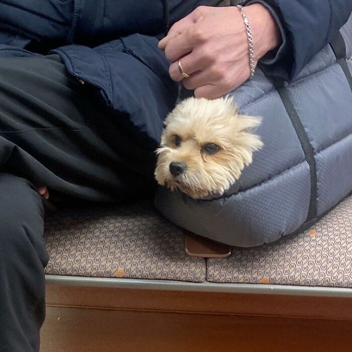 Dogs on the Go: 40 Bagged Pups Ready to Brighten Your Day