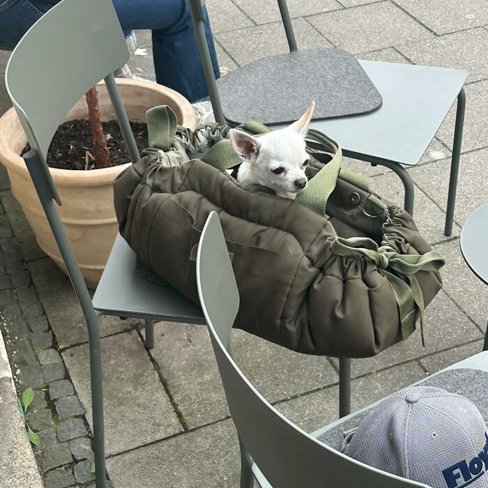 Dogs on the Go: 40 Bagged Pups Ready to Brighten Your Day