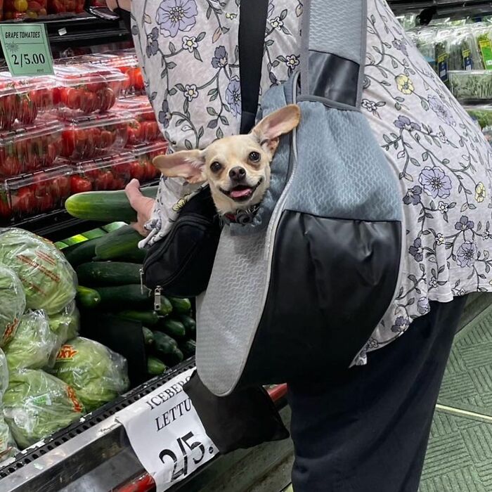 Dogs on the Go: 40 Bagged Pups Ready to Brighten Your Day