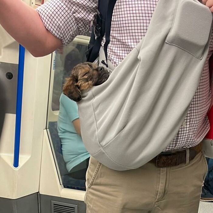 Dogs on the Go: 40 Bagged Pups Ready to Brighten Your Day