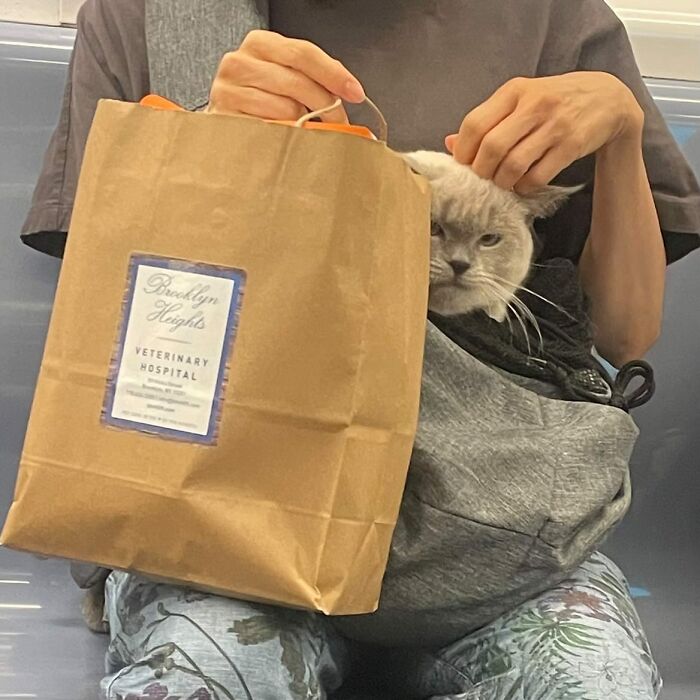 Dogs on the Go: 40 Bagged Pups Ready to Brighten Your Day