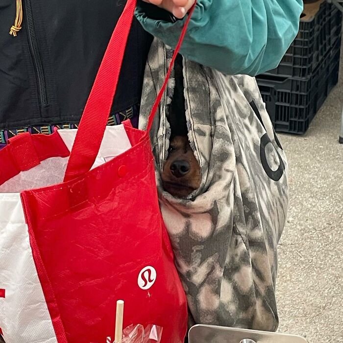 Dogs on the Go: 40 Bagged Pups Ready to Brighten Your Day