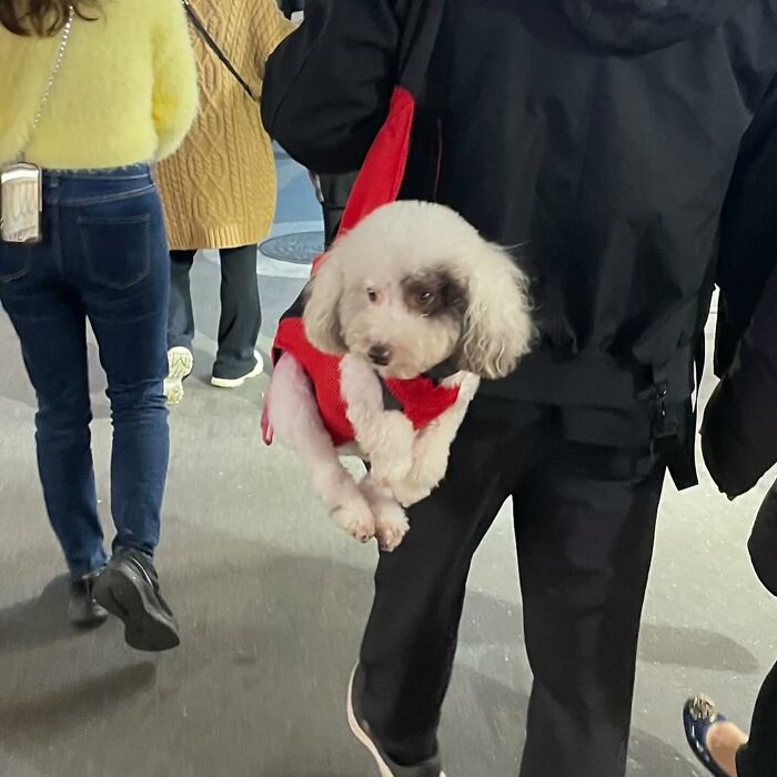 Dogs on the Go: 40 Bagged Pups Ready to Brighten Your Day