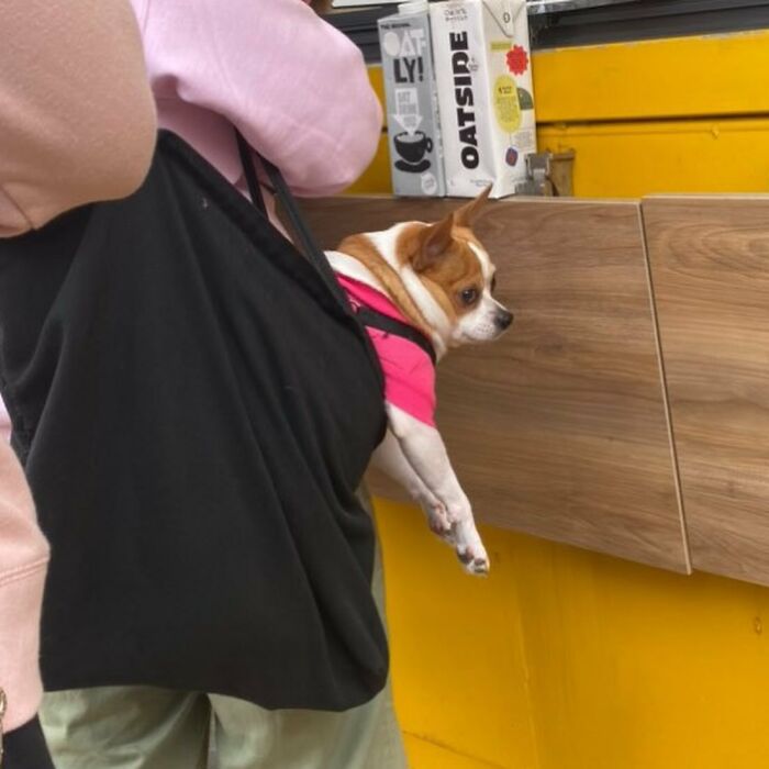 Dogs on the Go: 40 Bagged Pups Ready to Brighten Your Day