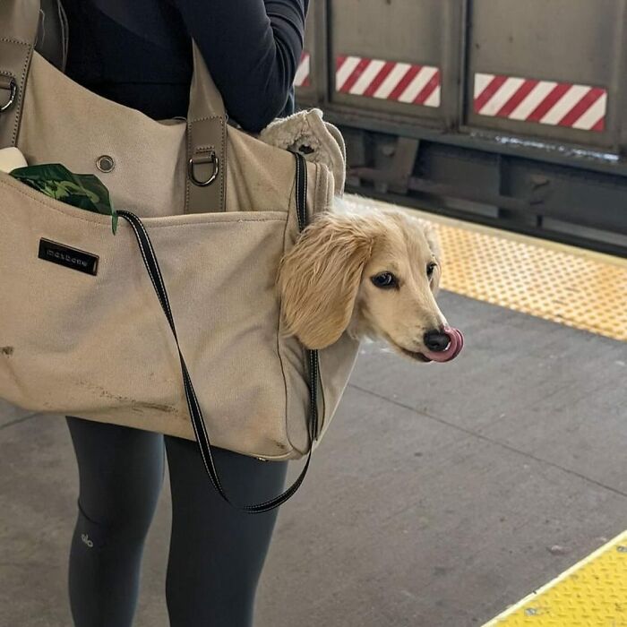 Dogs on the Go: 40 Bagged Pups Ready to Brighten Your Day