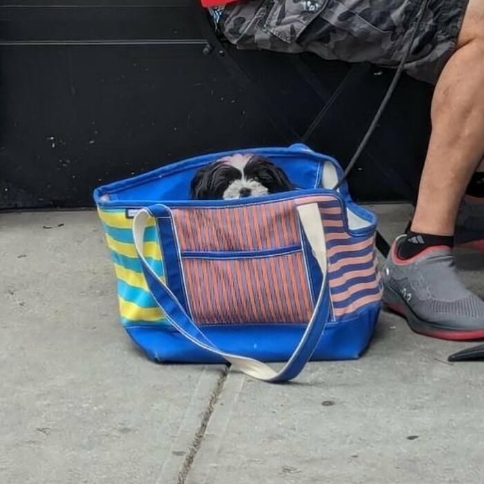 Dogs on the Go: 40 Bagged Pups Ready to Brighten Your Day