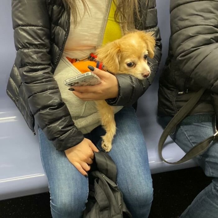 Dogs on the Go: 40 Bagged Pups Ready to Brighten Your Day