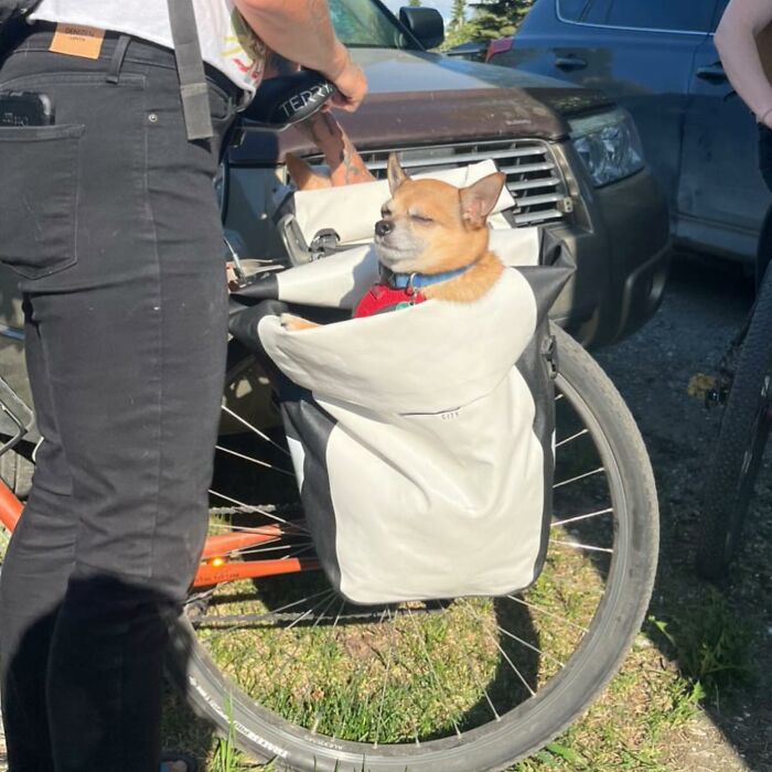 Dogs on the Go: 40 Bagged Pups Ready to Brighten Your Day