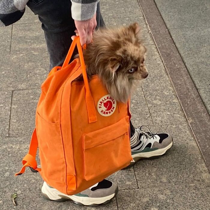 Dogs on the Go: 40 Bagged Pups Ready to Brighten Your Day