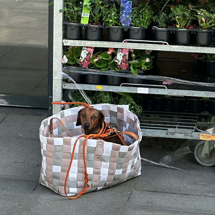 Dogs on the Go: 40 Bagged Pups Ready to Brighten Your Day