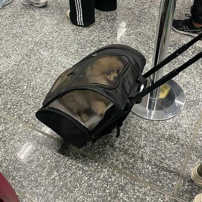 Dogs on the Go: 40 Bagged Pups Ready to Brighten Your Day