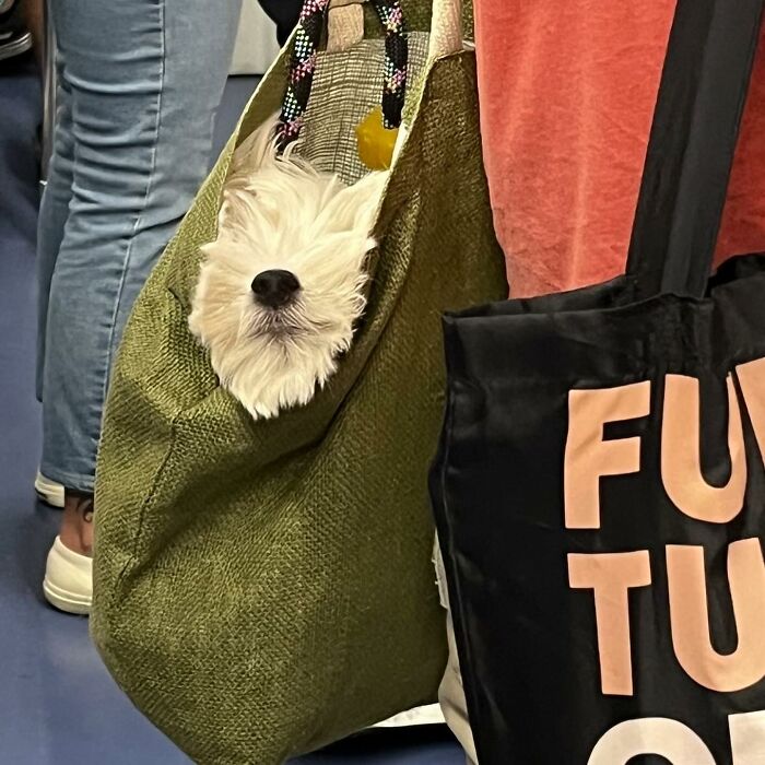 Dogs on the Go: 40 Bagged Pups Ready to Brighten Your Day