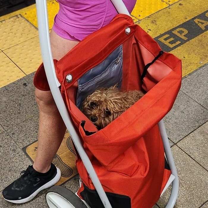 Dogs on the Go: 40 Bagged Pups Ready to Brighten Your Day