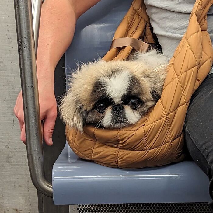 Dogs on the Go: 40 Bagged Pups Ready to Brighten Your Day
