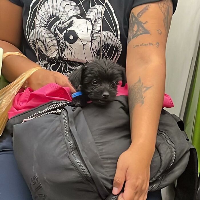 Dogs on the Go: 40 Bagged Pups Ready to Brighten Your Day