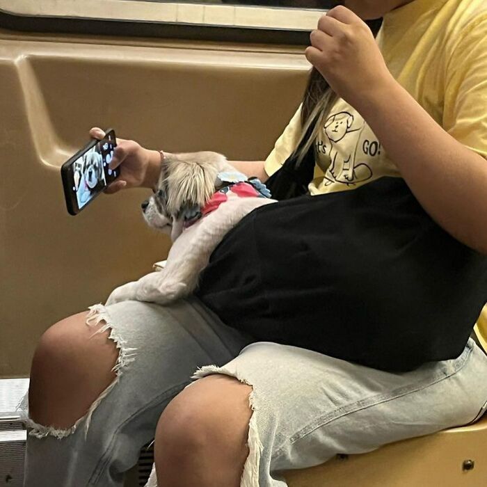Dogs on the Go: 40 Bagged Pups Ready to Brighten Your Day