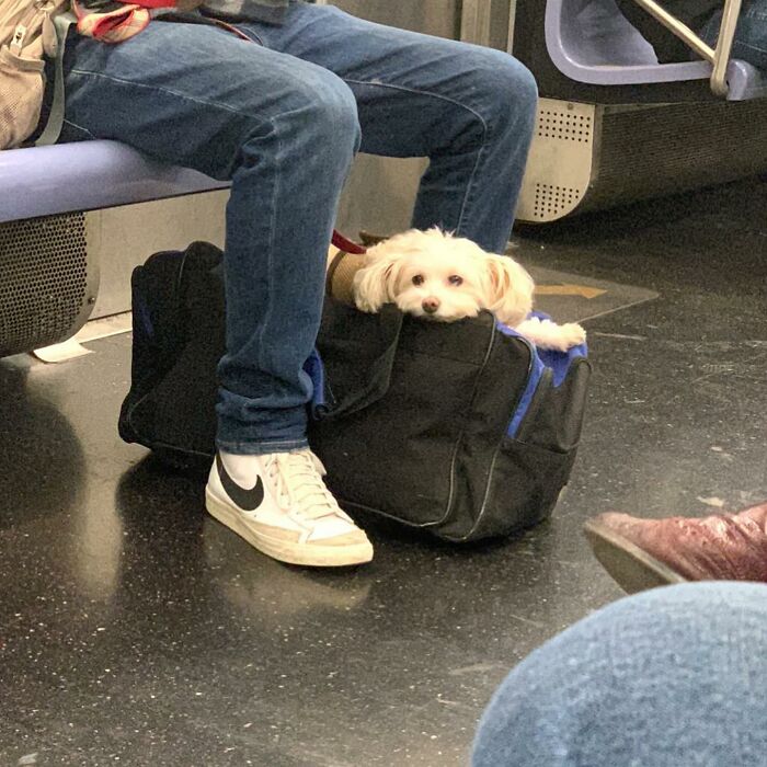 Dogs on the Go: 40 Bagged Pups Ready to Brighten Your Day