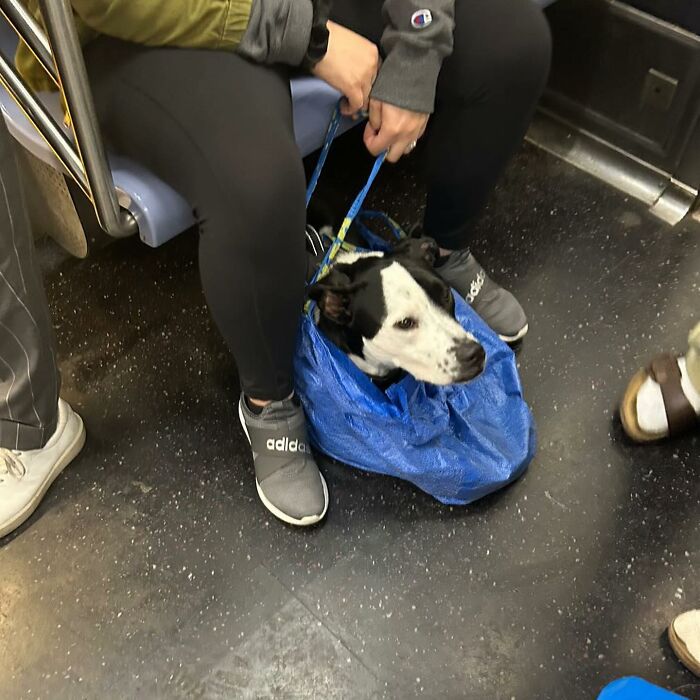 Dogs on the Go: 40 Bagged Pups Ready to Brighten Your Day