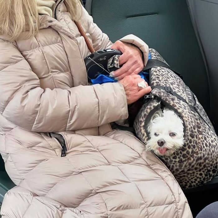 Dogs on the Go: 40 Bagged Pups Ready to Brighten Your Day